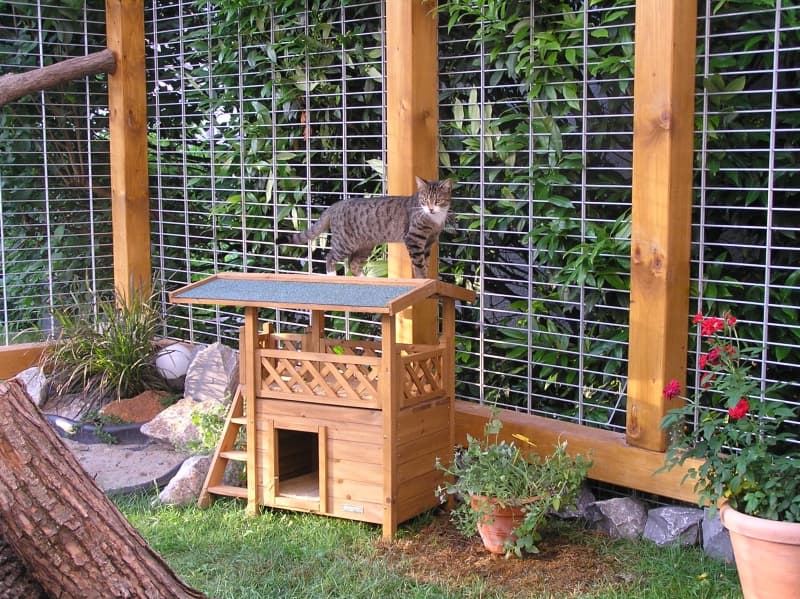 Getigerte Katze auf dem Dach eines hölzernen Katzenhauses im Freigehege