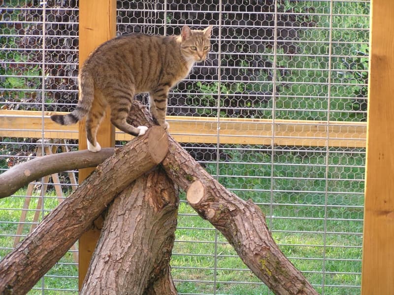 Getigerte Katze balanciert auf den Kletterstämmen im Freigehege