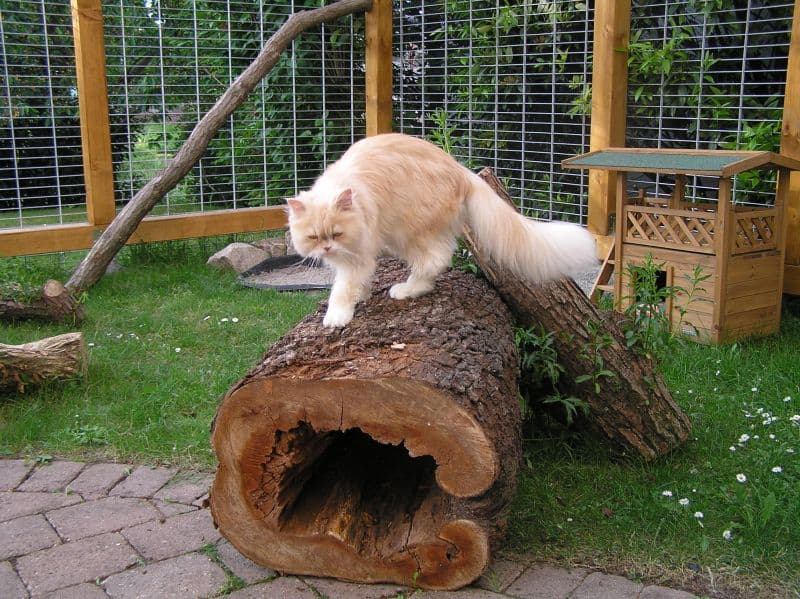 Cremefarbene Langhaarkatze auf einem hohlen Baumstamm im Freigehege von Kittys Holidays
