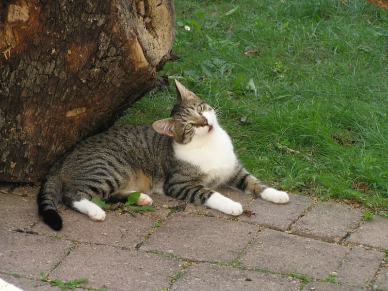 Getigerte Katze liegt entspannt am Baumstamm im Freigehege