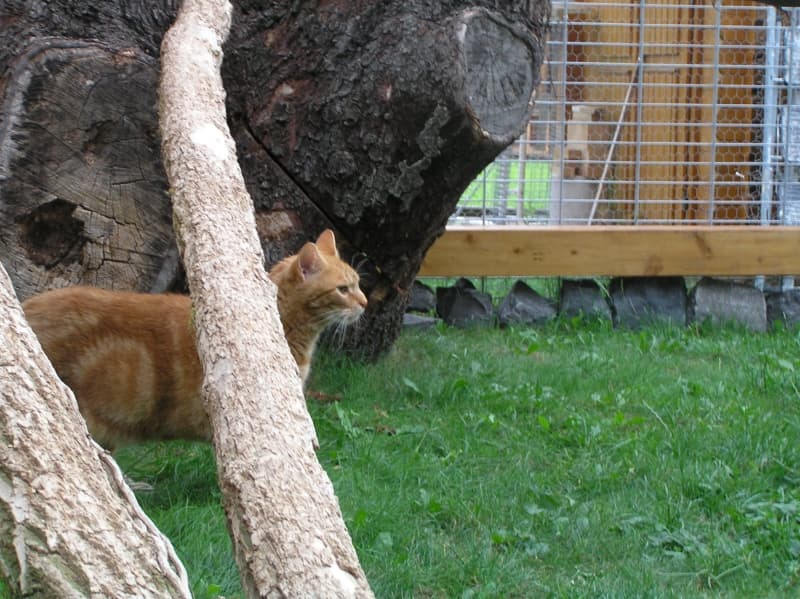 Roter Kater zwischen den Kletterstämmen im Freigehege