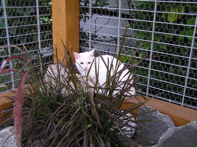 Weiße Katze hinter Ziergras im naturnah bepflanzten Freigehege