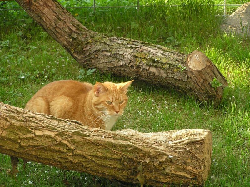Roter Kater auf der Wiese des Freigeheges