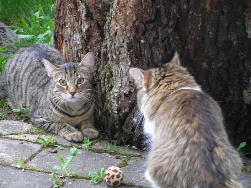 Wiese und Kletterhölzer im Freigehege von Kittys Holidays
