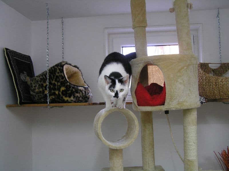 Innenraum der Katzenpension mit Liegeplätzen