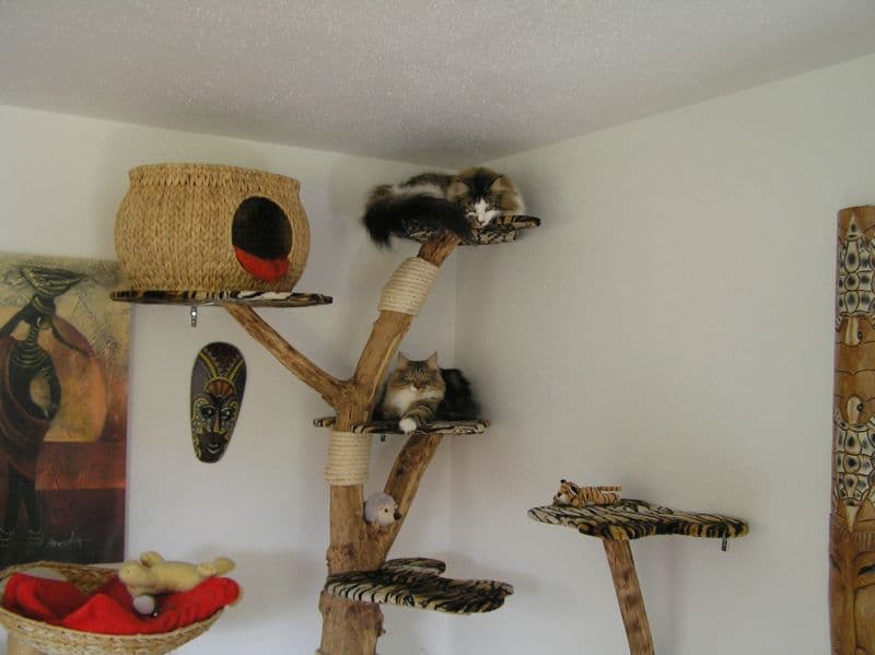 Innenraum der Katzenpension mit Kratzbäumen