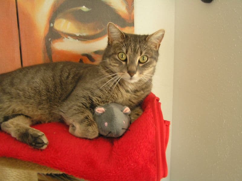 Innenraum der Katzenpension mit Klettermöglichkeiten