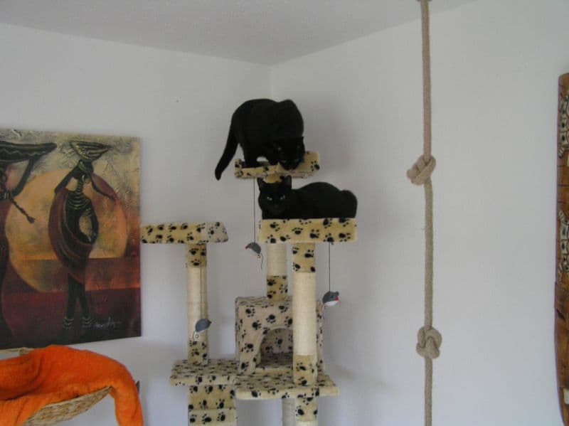 Innenraum der Katzenpension mit Rückzugshöhlen