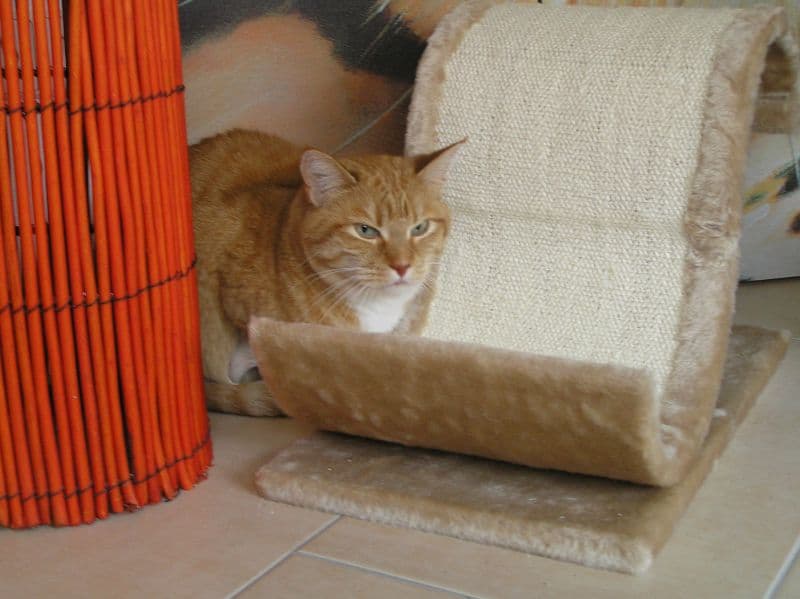 Innenraum der Katzenpension mit Kletterelementen