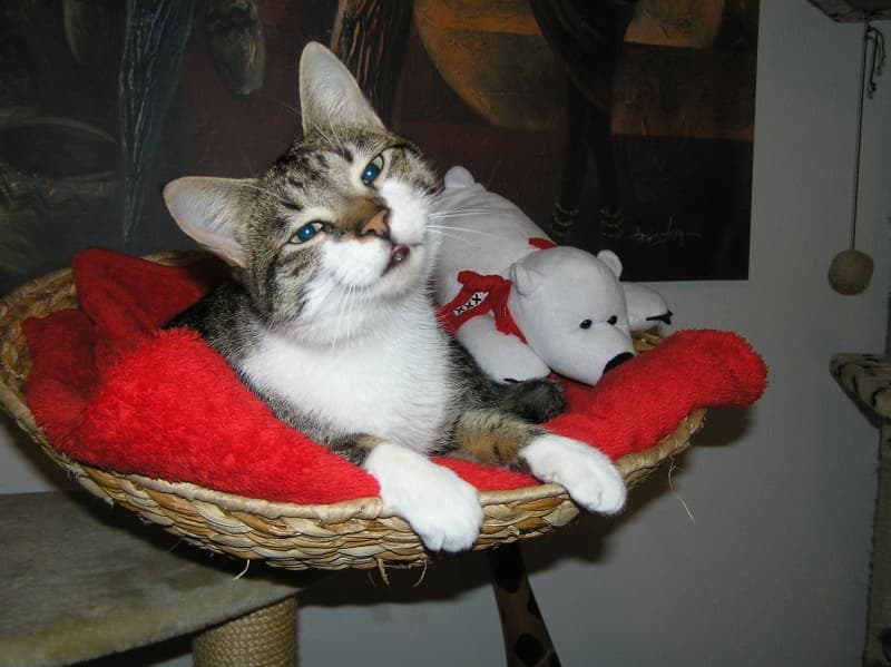 Katze liegt entspannt in einem roten Körbchen mit Kuscheltier