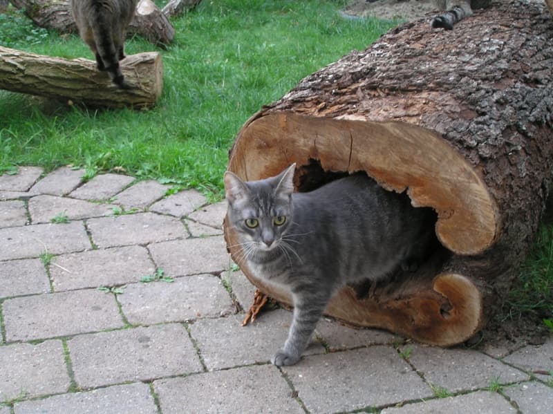 Graue Katze schaut aus einem hohlen Baumstamm im Freigehege