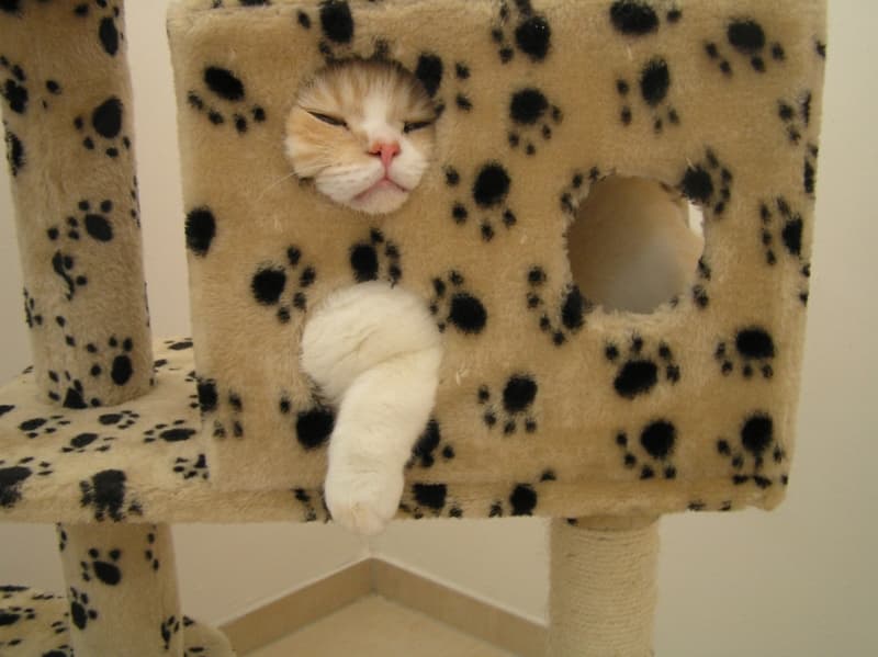 Schlafende Katze schaut aus einem Kratzbaum-Würfel mit Pfotenmuster